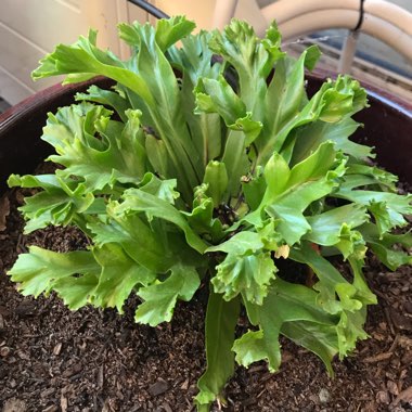 Asplenium antiquum 'Leslie'