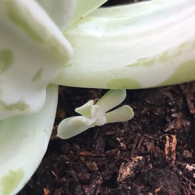 Echeveria Runyonii var. Topsy Turvy