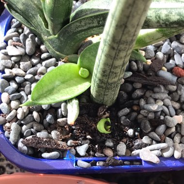 Sansevieria cylindrica