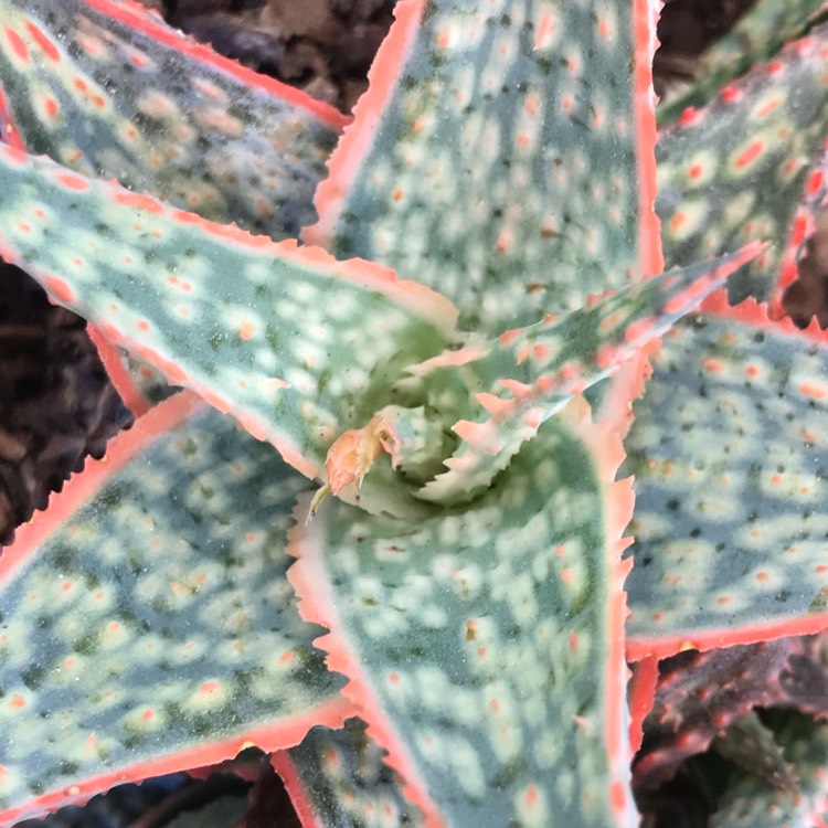 Plant image Aloe 'Bright Star'