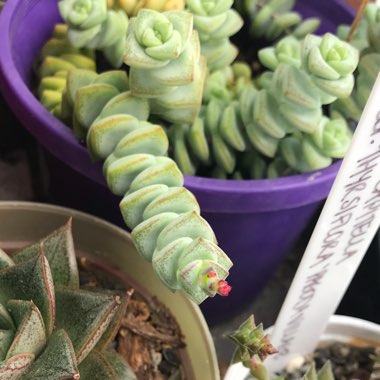 Crassula rupestris subsp. marnieriana