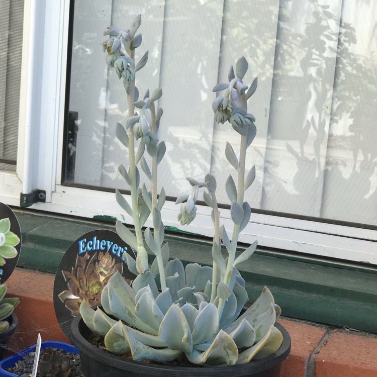 plant image 931262