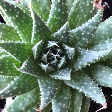 Aristaloe Aristata (formerly Aloe Aristata)