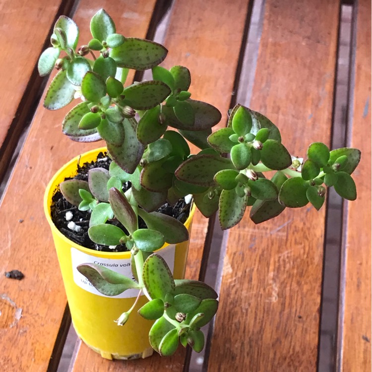 plant image 996484