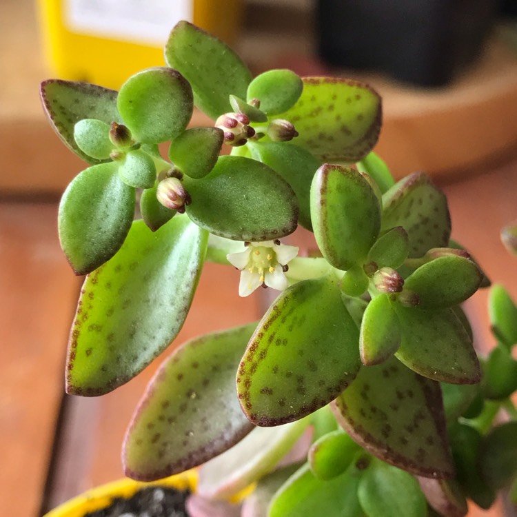 plant image 996485