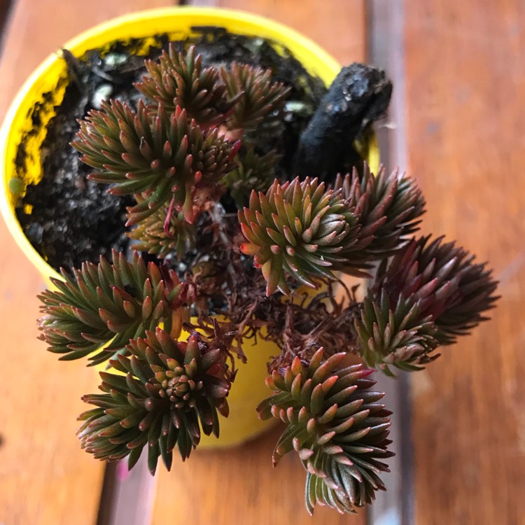 Plant image Sedum hakonense 'Chocolate Ball'