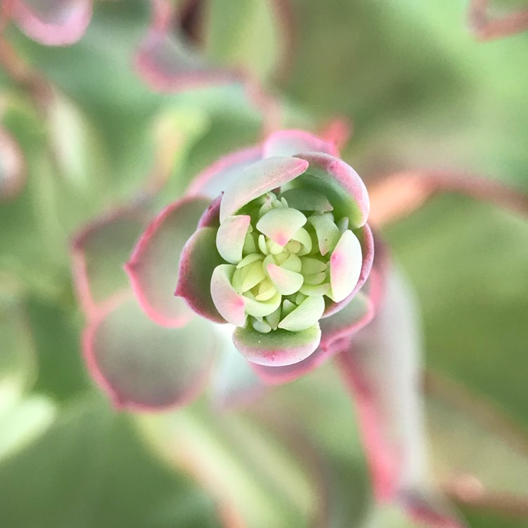 Plant image Echeveria Mauna Loa Green Form