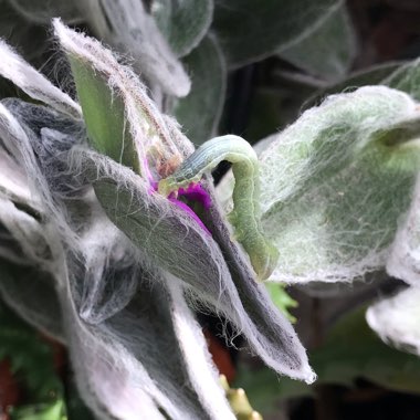 Tradescantia sillamontana