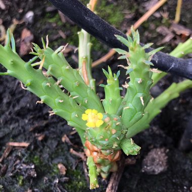 Euphorbia Flanaganii