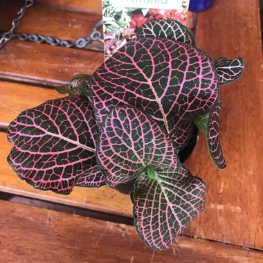 Fittonia argyroneura syn. Fittonia verschaffeltii