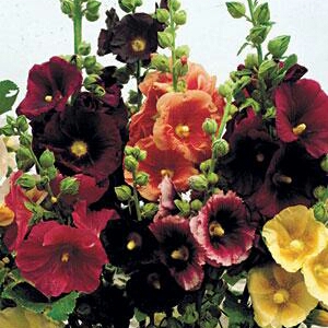 Alcea rosea 'Nigra'