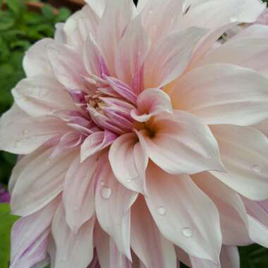 Dahlia (Bedding Varieties)