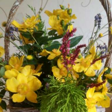Roisin's garden