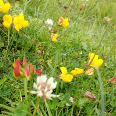 Roisin's garden