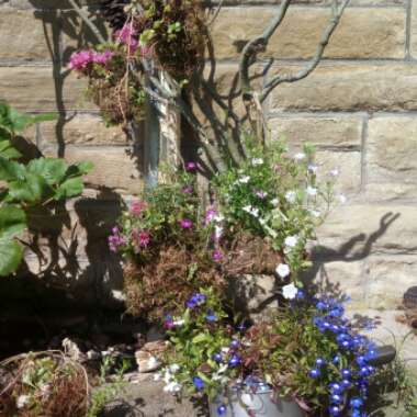 Roisin's garden