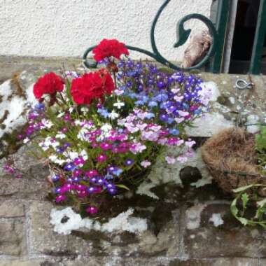 Roisin's garden