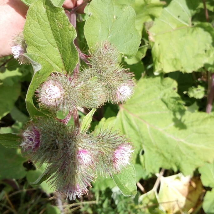 Plant image Arctium minus