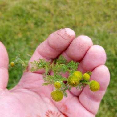 Pineapple Weed