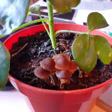 Roisin's garden