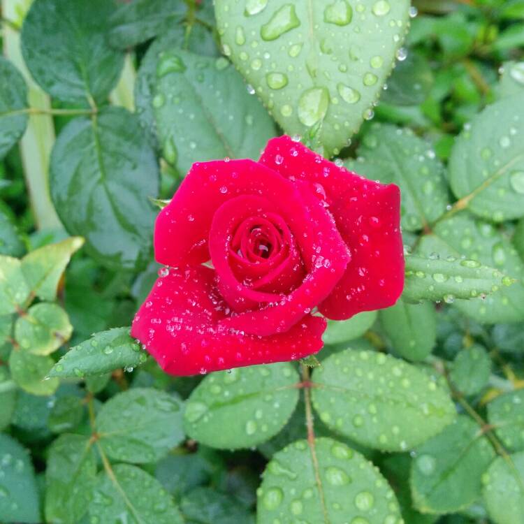 plant image 213930