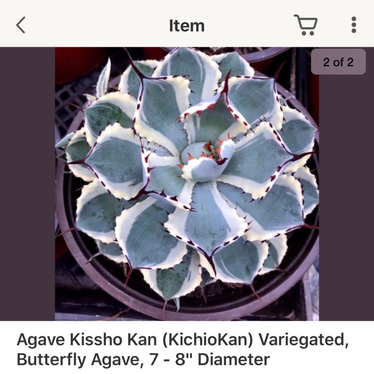 Plant image Agave 'Kissho Kan'