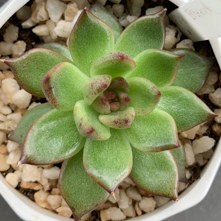 plant image 1008545
