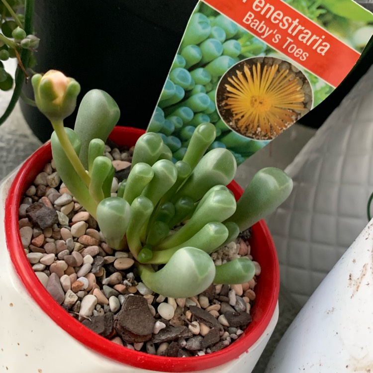 plant image 1131631