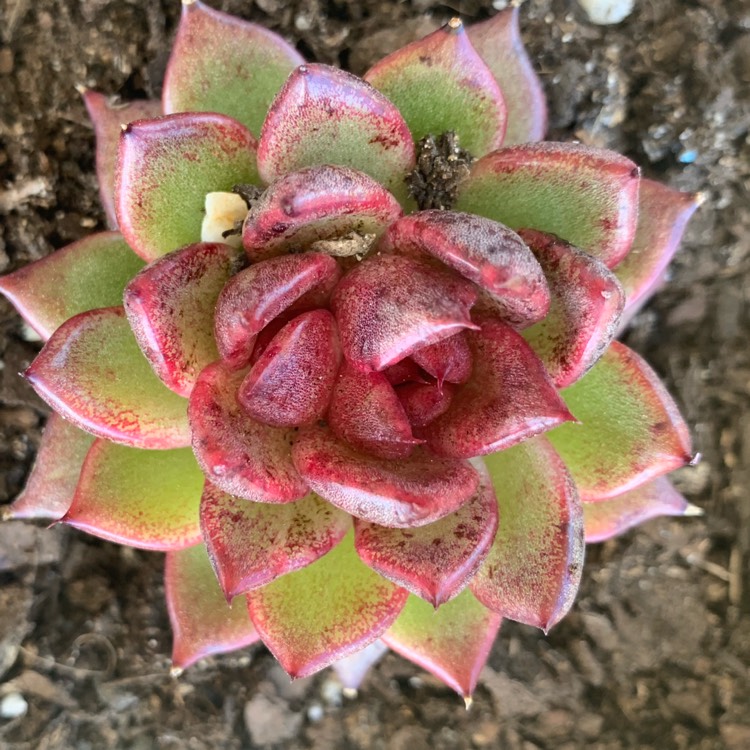 plant image 1131639