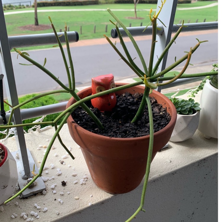 plant image 1220947