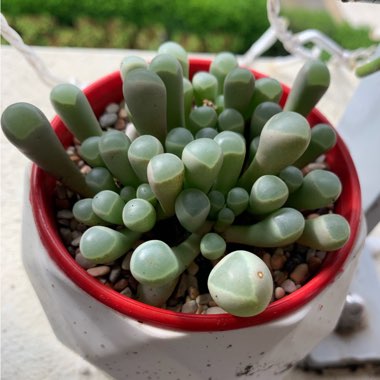 Baby Toes