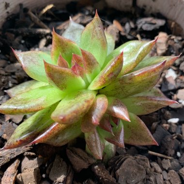 Echeveria 'Agavoides Blood Maria'