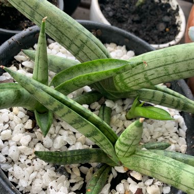 Starfish Snake Plant 'Boncel'