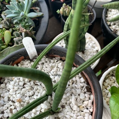 Cylindrical Snake Plant