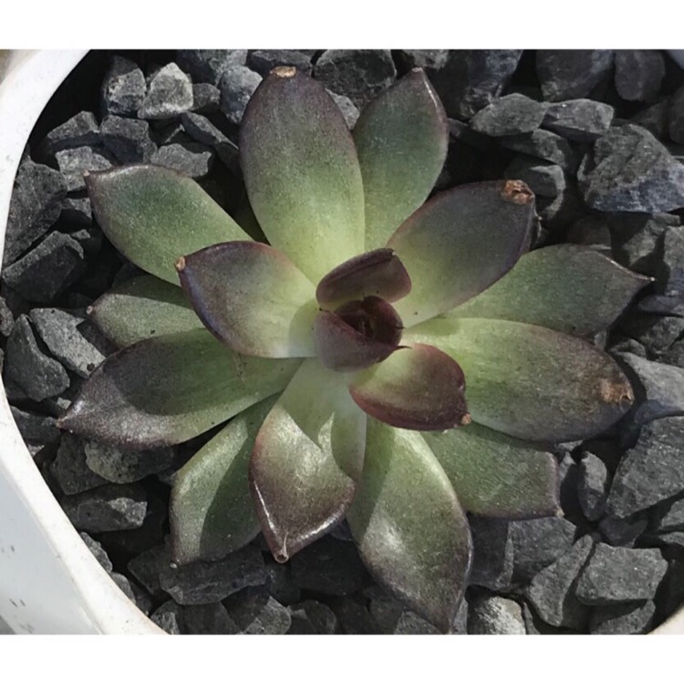 plant image 863142