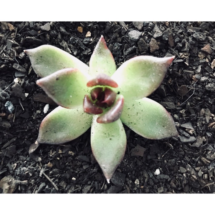plant image 888439