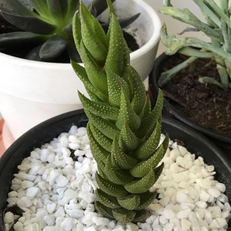 Plant image Haworthiopsis coarctata var. coarctata syn. Haworthia coarctata, Haworthia resendeana