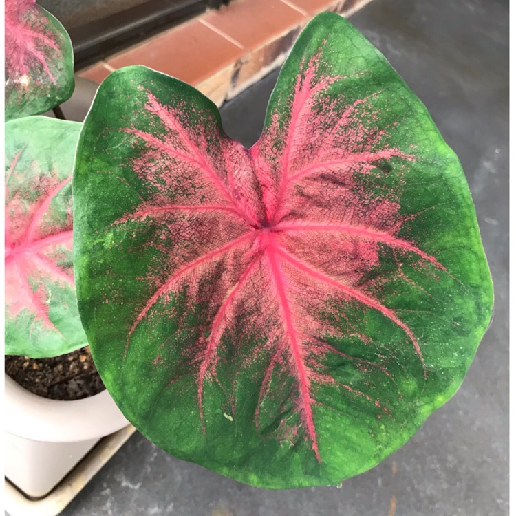Plant image Caladium hortulanum 'Pink Cloud'