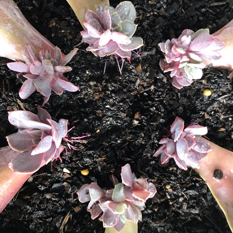 plant image 903626