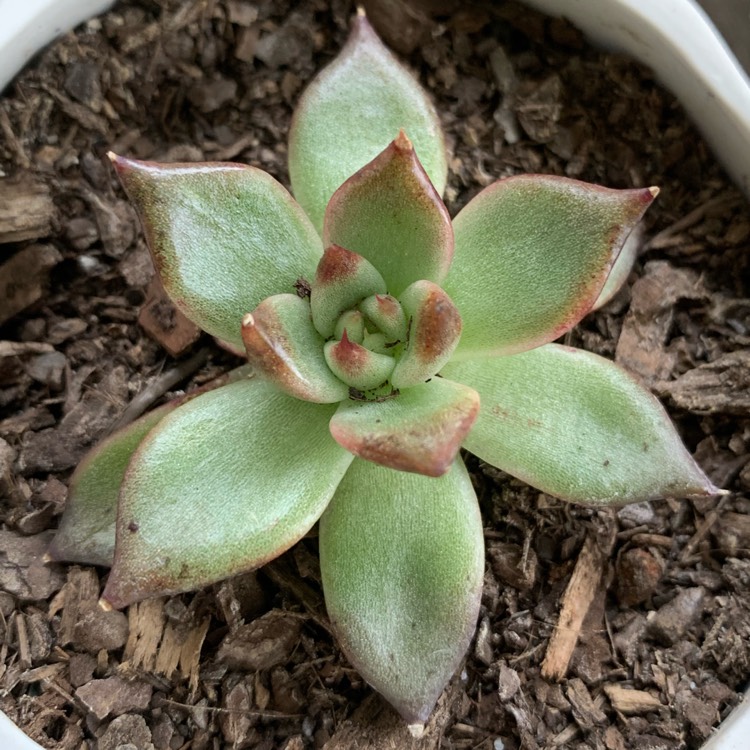 plant image 932598