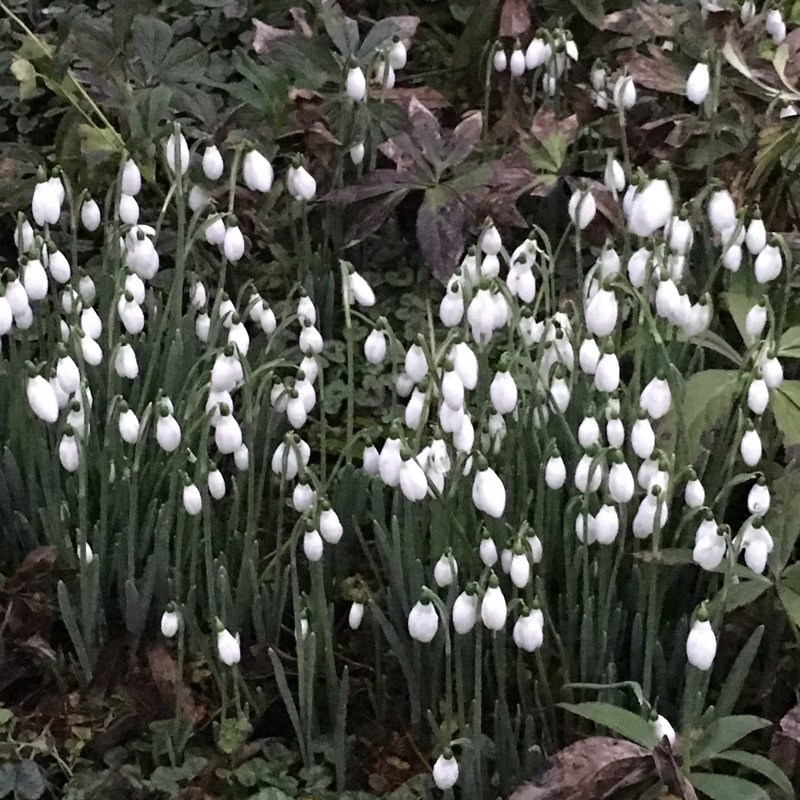 Plant image Galanthus nivalis 'Magnet'