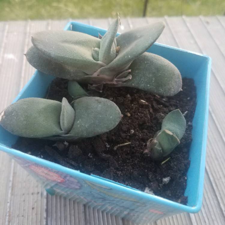 Plant image Gasteria Glomerata