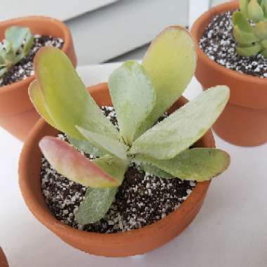 Kalanchoe Thyrsiflora