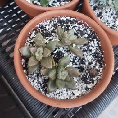 x Graptosedum Bronze