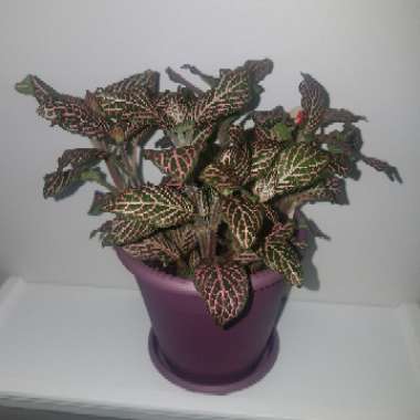 Fittonia Verschaffeltii 'Pink Angel'