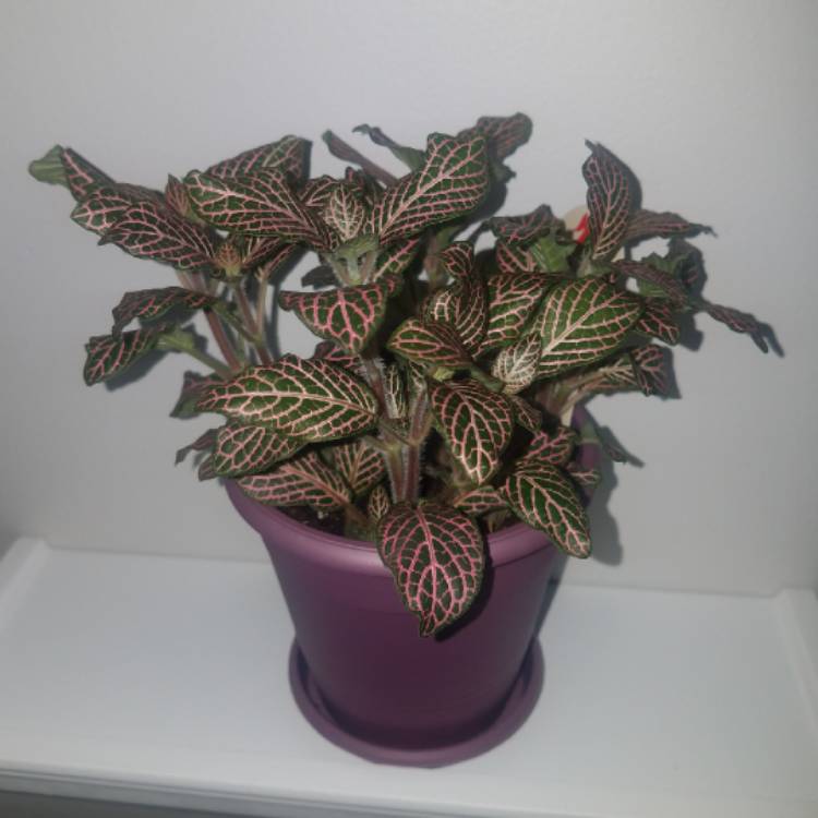 Plant image Fittonia Verschaffeltii 'Pink Angel'