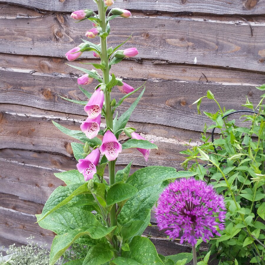 Common Foxglove