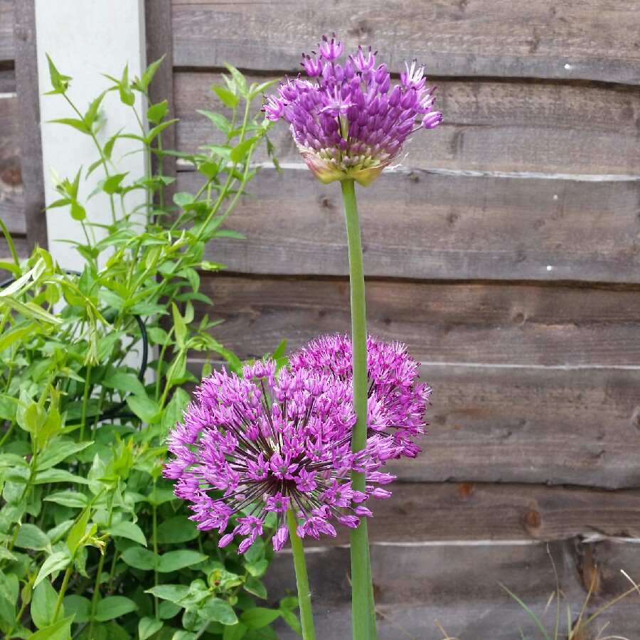 Allium