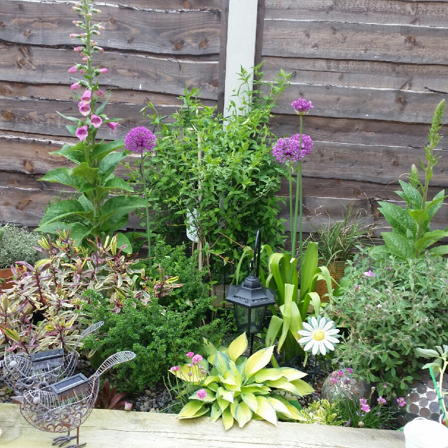 Niki's garden