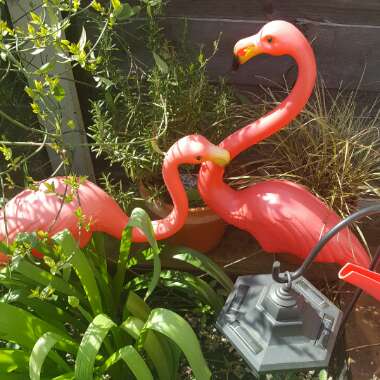 Niki's garden