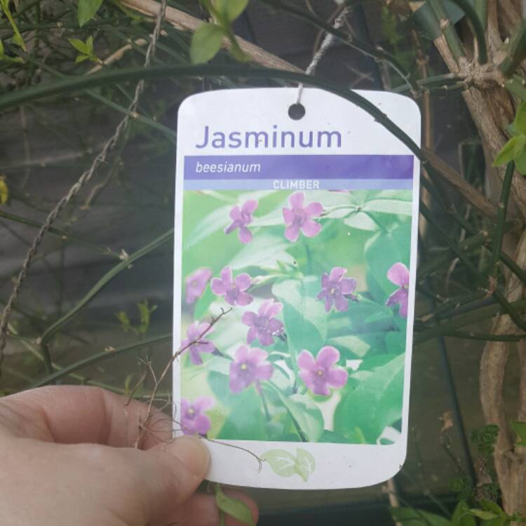 plant image 383407
